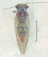 Acizzia acaciae