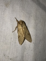 Lophocampa mixta