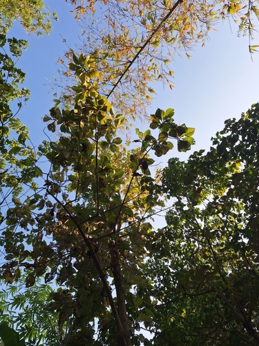 Foto de Teca