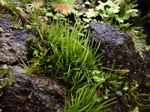 Image of Fragile Fork-Moss (Dicranum tauricum) by (c) Chris Fluit, some rights reserved (CC BY)