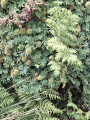 Acaena minor, photograph (c) Julia Palmer, some rights reserved (CC BY)