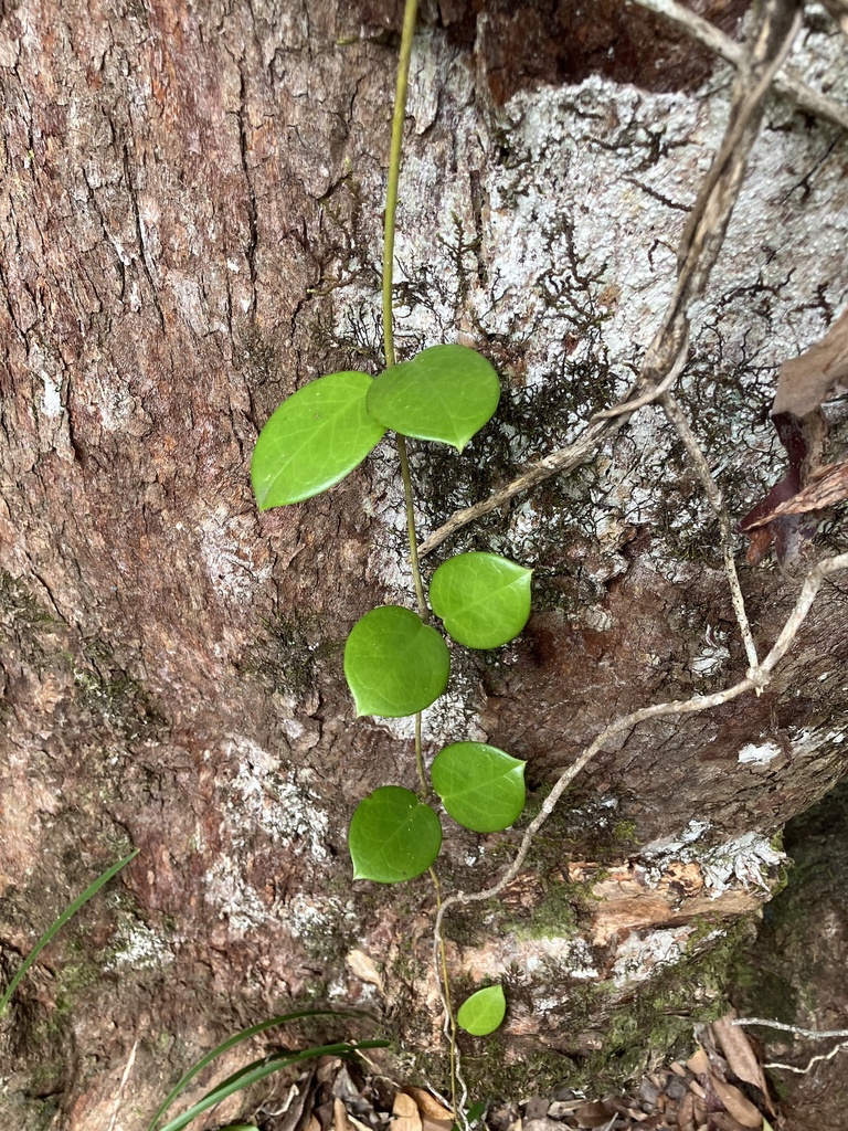 Foto de Flor-de-cera