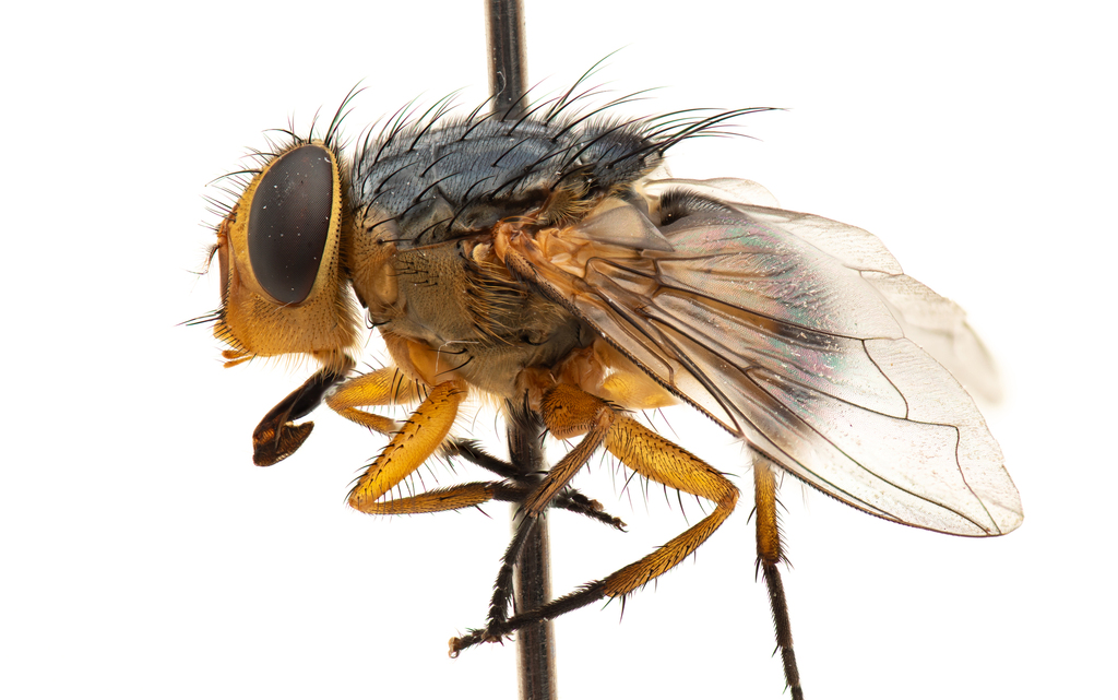 Calliphora centralis