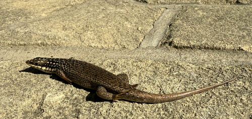 Toliara Skink, Trachylepis vezo