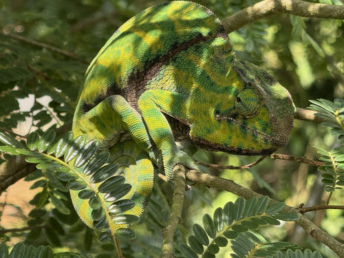 Rainforest Chameleon, Furcifer balteatus