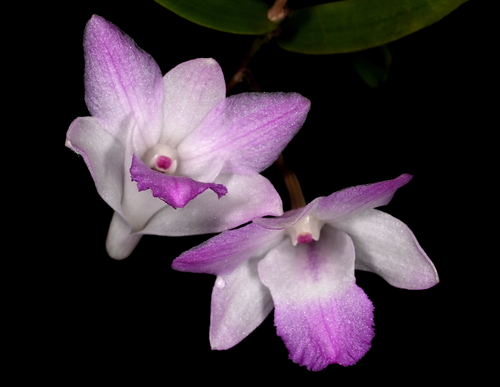 Lancifolium Orchid