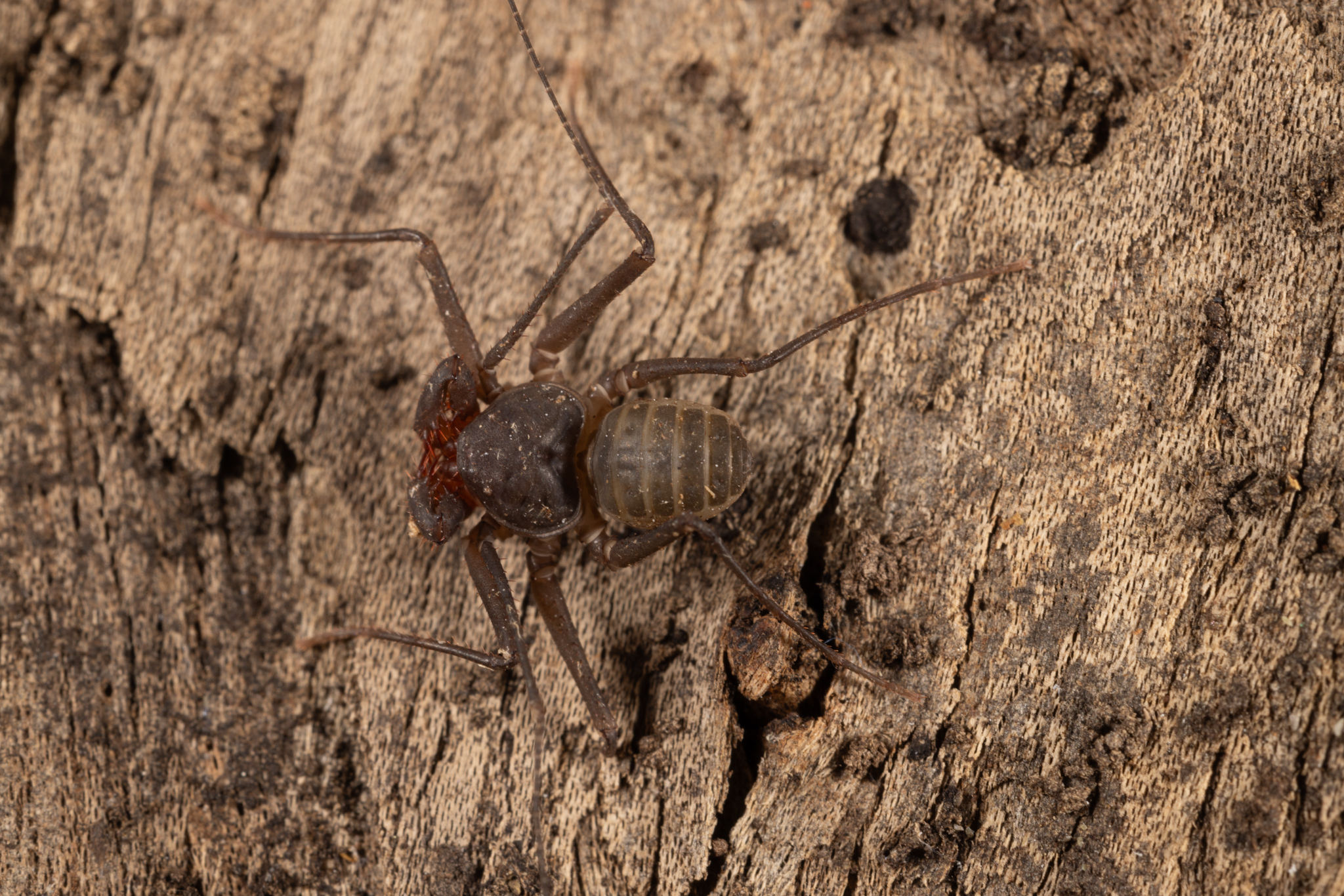 Charinus caribensis (Quintero, 1986)