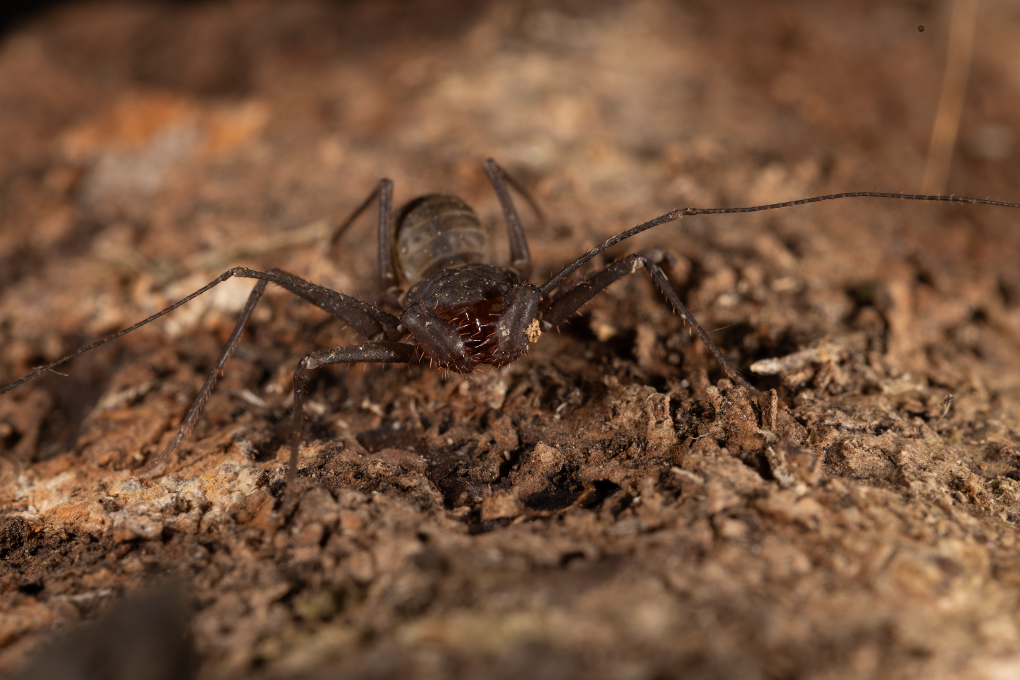 Charinus caribensis (Quintero, 1986)