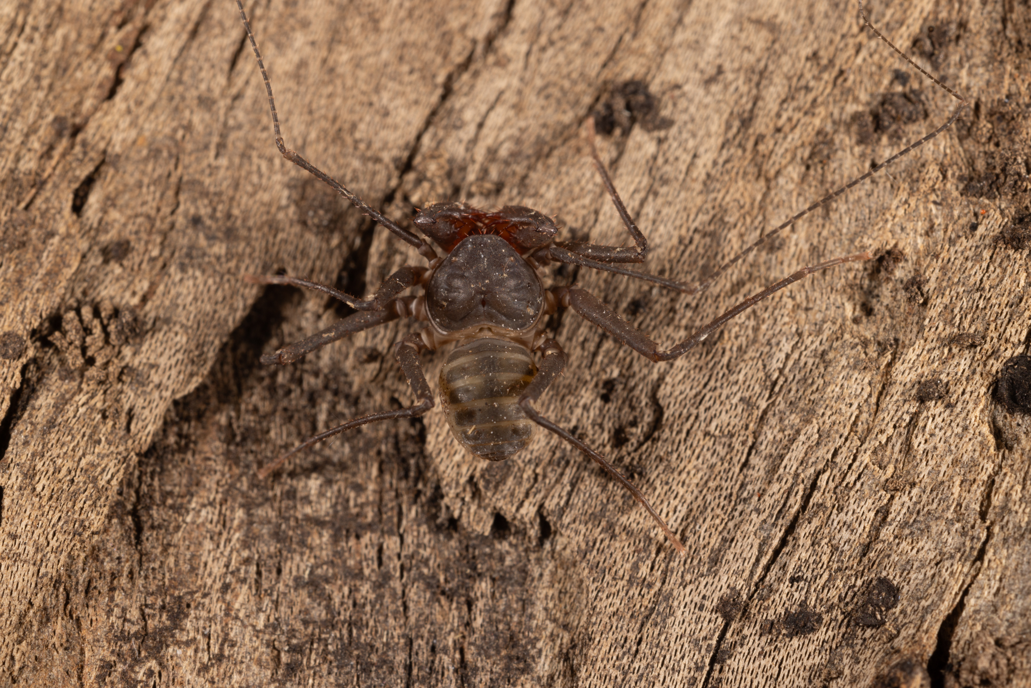 Charinus caribensis (Quintero, 1986)