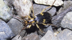 Pheropsophus javanus