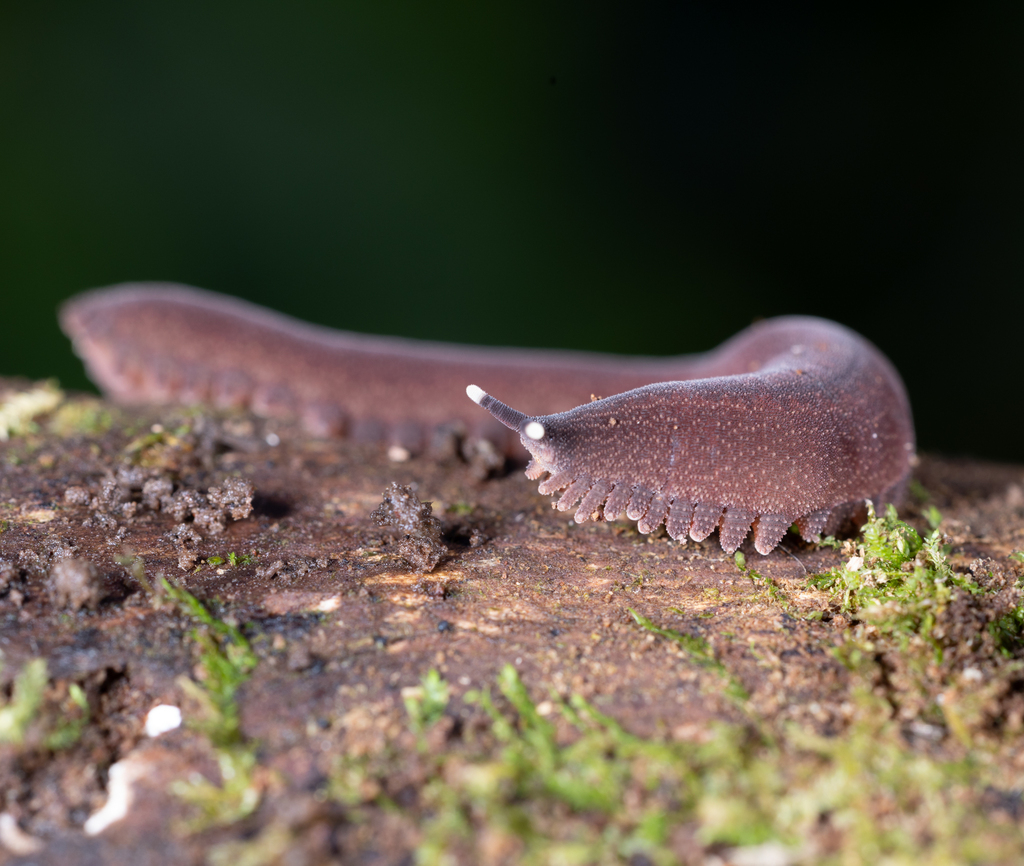 Plicatoperipatus jamaicensis