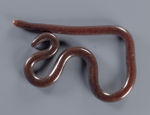 Jamaica Worm Snake