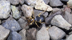 Pheropsophus javanus