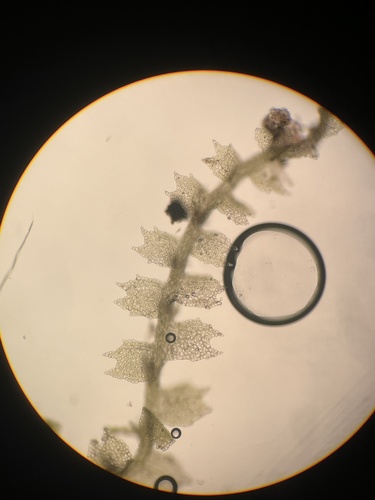 Lophocolea spinosa observed 2024-12-15