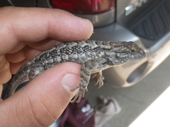 Sceloporus occidentalis