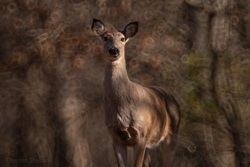 White-tailed Deer photographed in Oklahoma