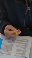 Setophaga petechia morcomi