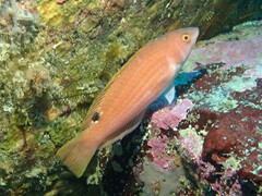 Rosy Parrot Fish photo 3