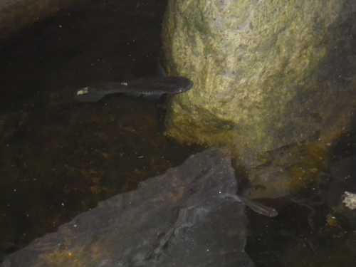 Mosquitofish balığı
