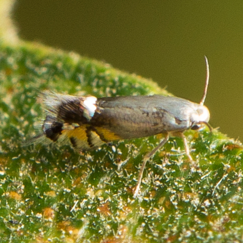 Coptodisca powellella