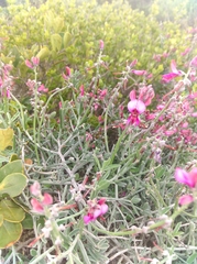 Indigofera sp-aff-platypoda