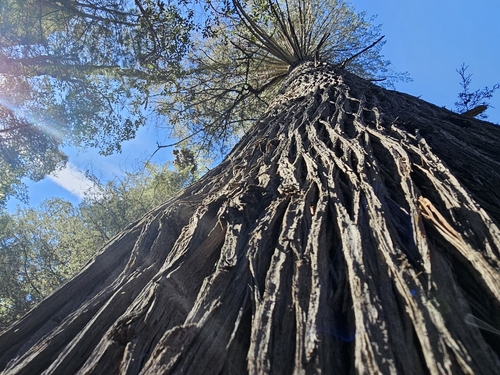 Foto de Cipreste português