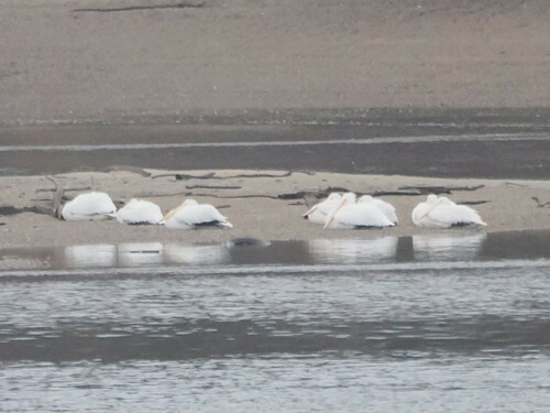 American White Pelican photographed in Iowa