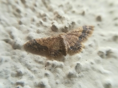 Idaea celtima
