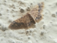 Idaea celtima