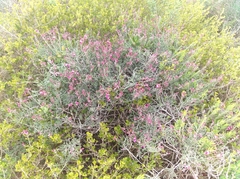 Indigofera sp-aff-platypoda