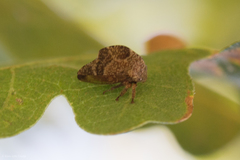 Telamonanthe