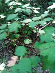 Viburnum acerifolium