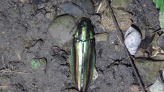Chrysochroa fulgidissima