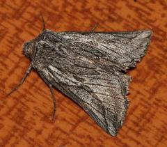 Drepanogynis inangulata