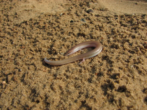 Three-fingered Sand-fish