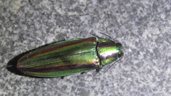 Chrysochroa fulgidissima