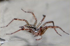 Arachnida