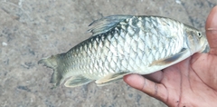 Upper Zambezi Yellowfish photo 4