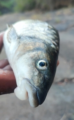 Upper Zambezi Yellowfish photo 3