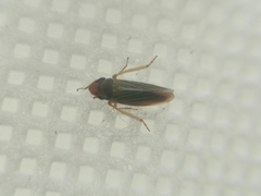 Xyphon reticulatum