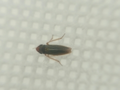 Xyphon reticulatum