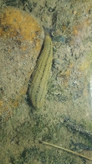 Whitmania pigra