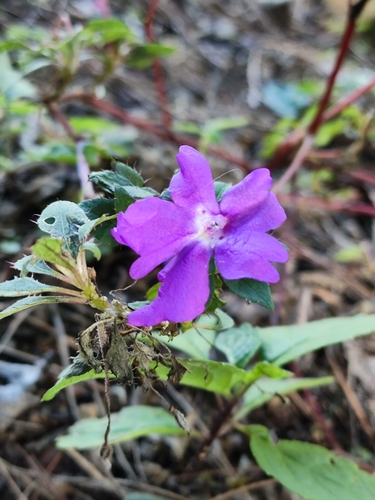 Impatiens florulenta