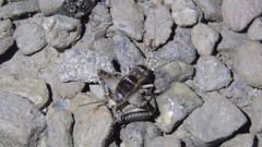 Velarifictorus