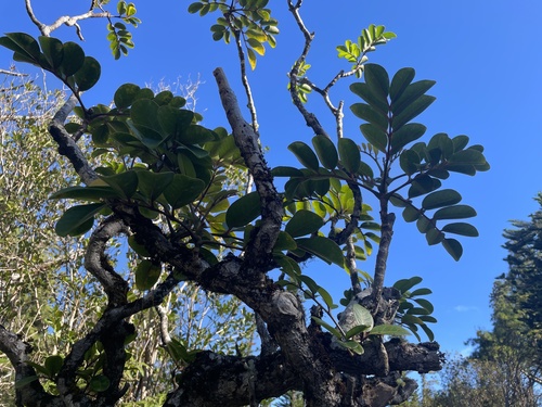 Polyscias oahuensis observed 2025-01-08