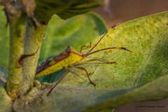 Prismatocerus signatus