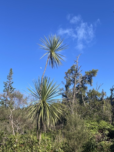 Cordyline australis observed 2025-01-08