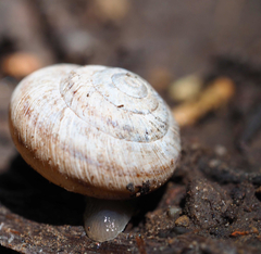 Oreohelix strigosa depressa
