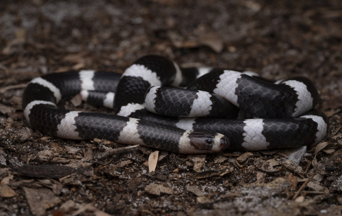 Eastern Bandy Bandy sighting