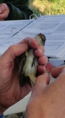 Empidonax traillii adastus